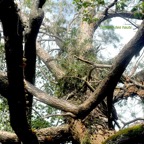 Acacia heterophylla Tamarin des hauts Fabaceae Endémique La Réunion 1074.jpeg